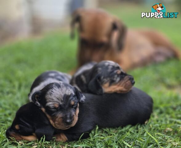 Silver dapple dachshund puppies