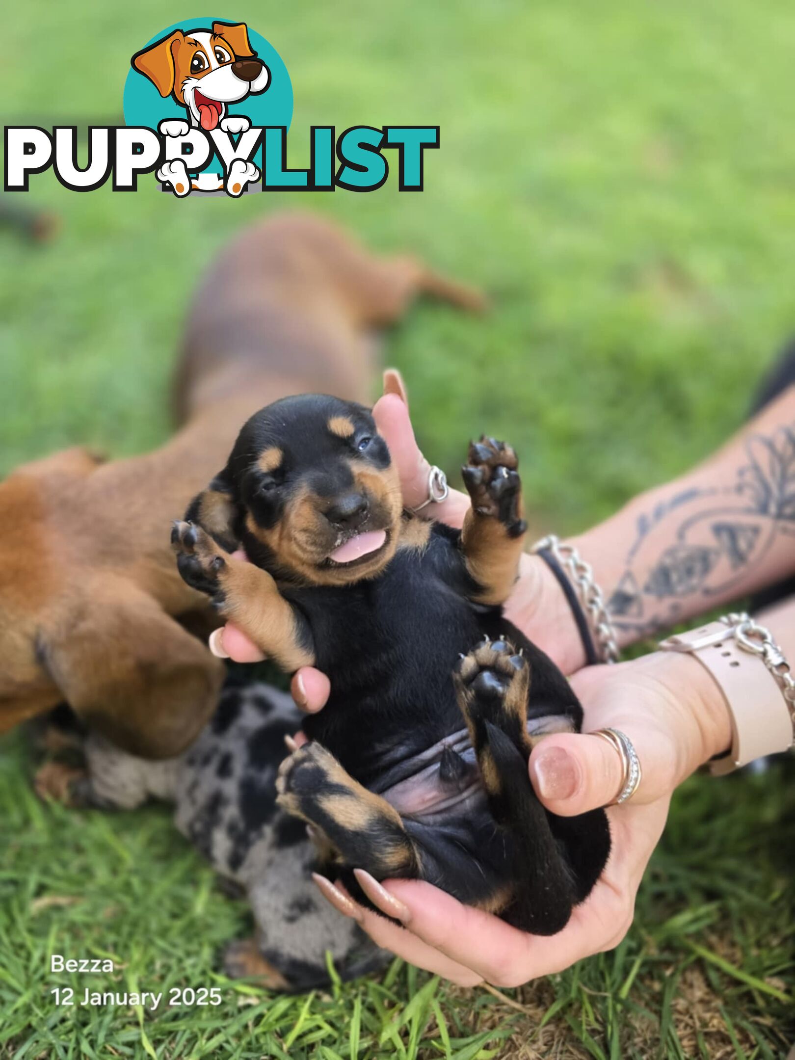 Silver dapple dachshund puppies