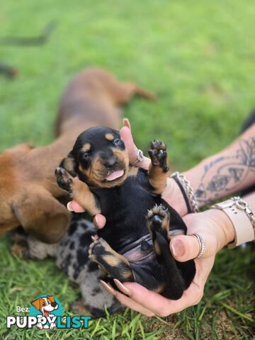 Silver dapple dachshund puppies