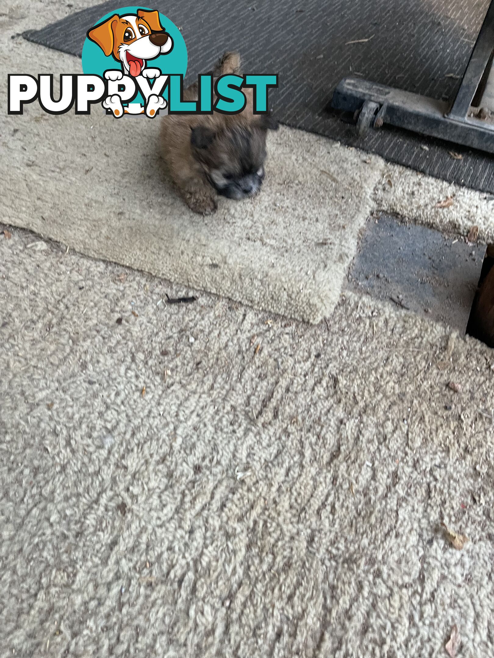 Maltese shitzu