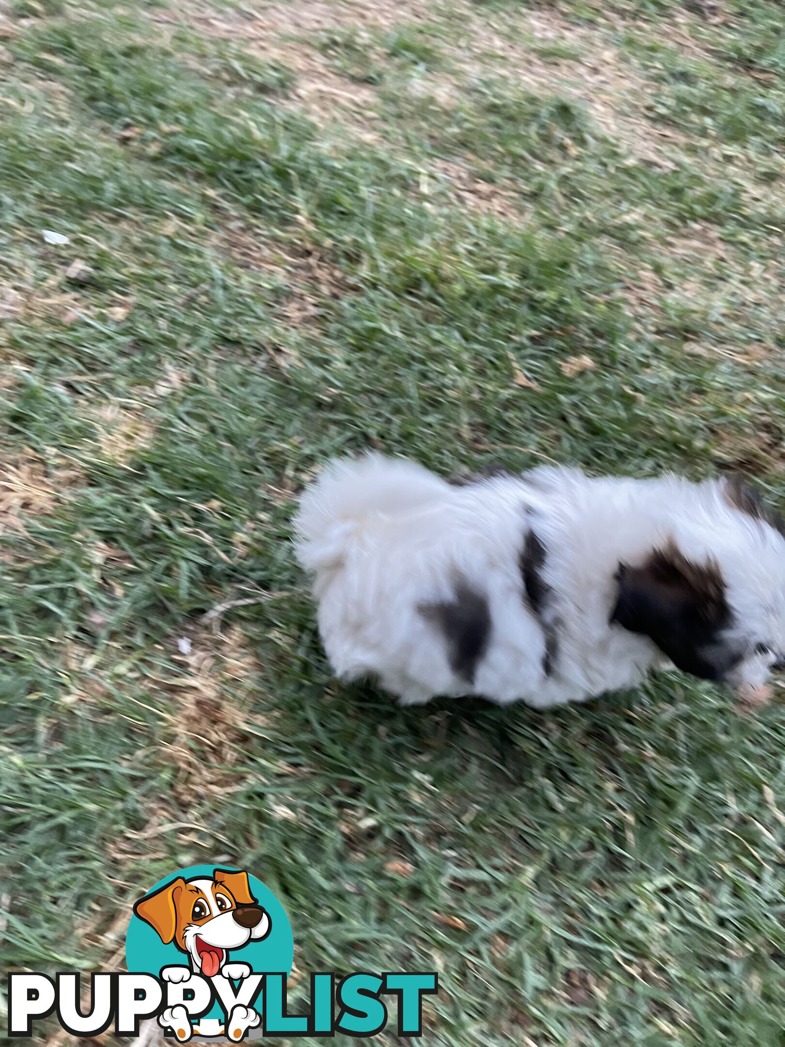 Maltese shitzu