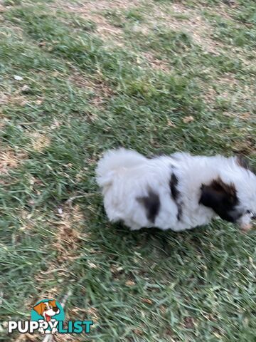 Maltese shitzu