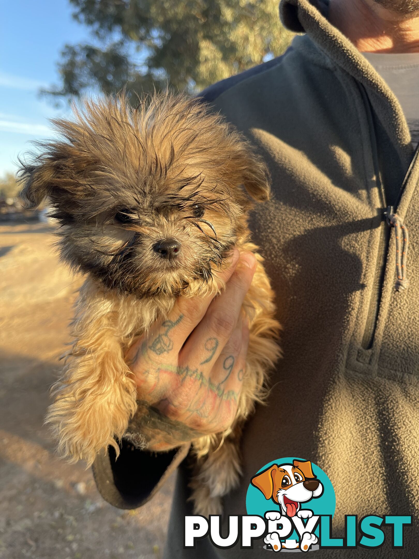 Maltese shitzu