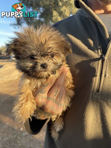 Maltese shitzu