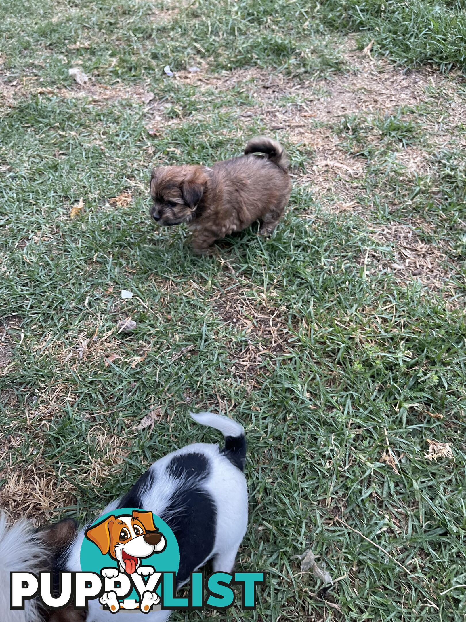 Maltese shitzu