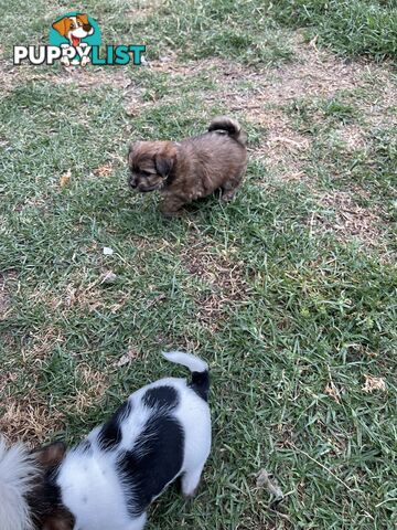 Maltese shitzu