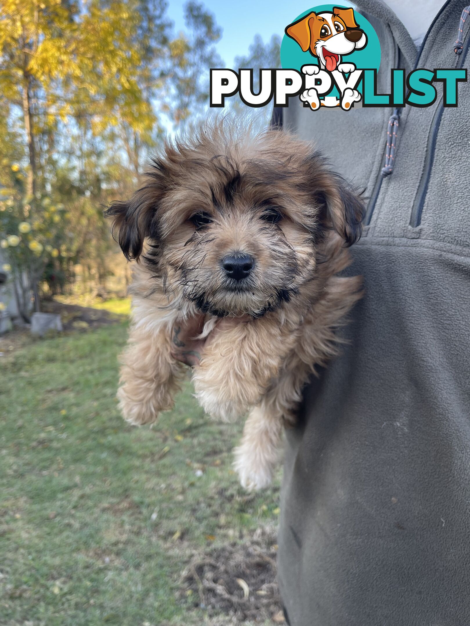 Maltese shitzu