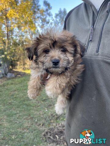 Maltese shitzu
