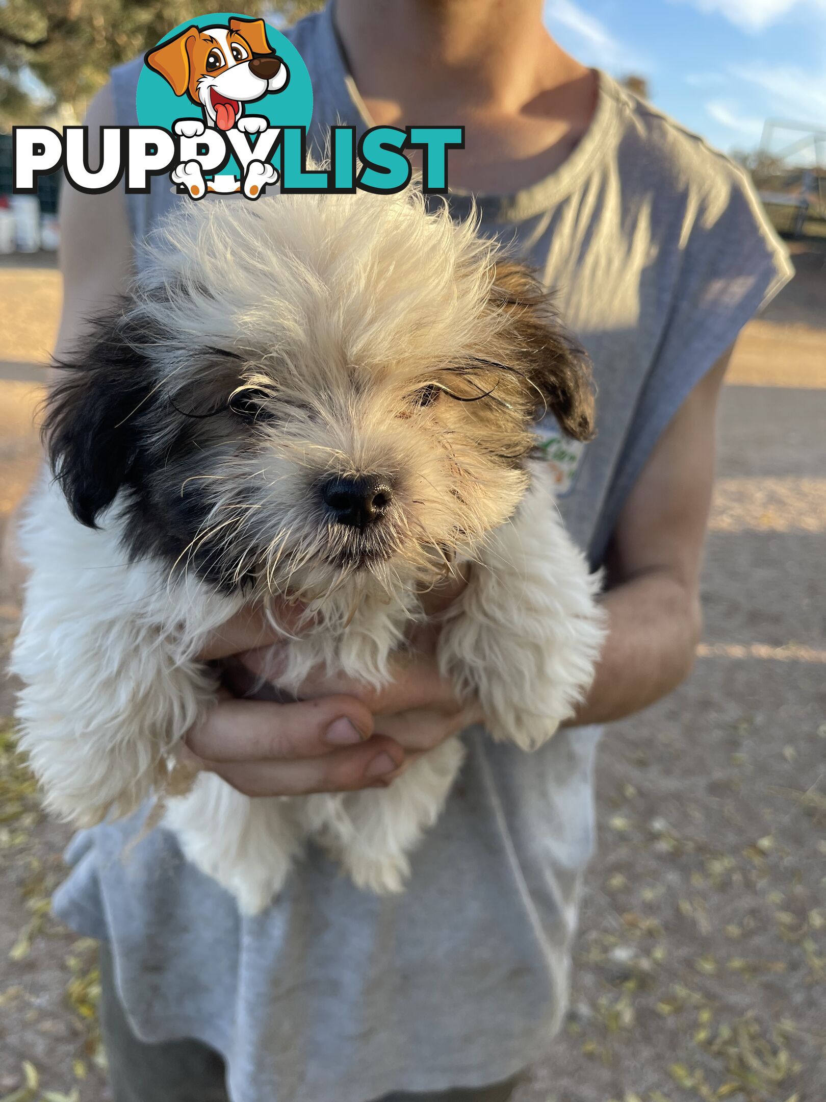 Maltese shitzu