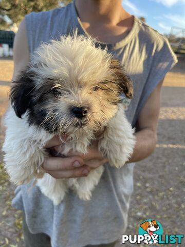 Maltese shitzu