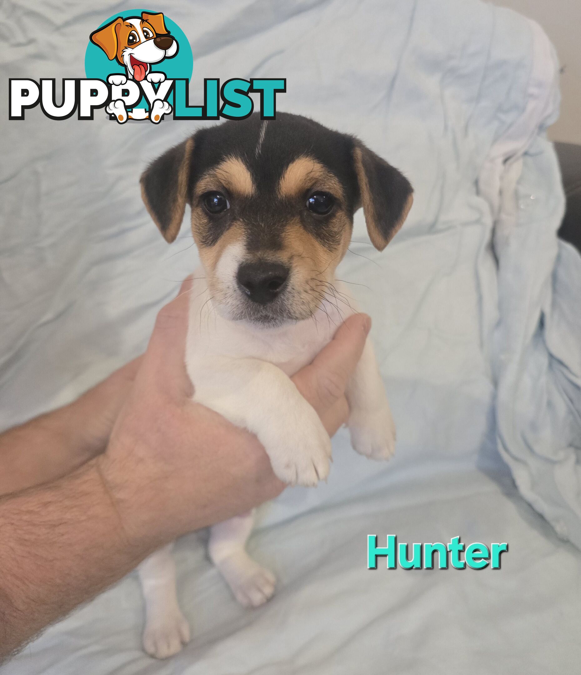 Jack Russell x Toy Poodle puppies
