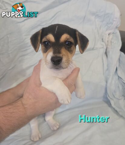 Jack Russell x Toy Poodle puppies