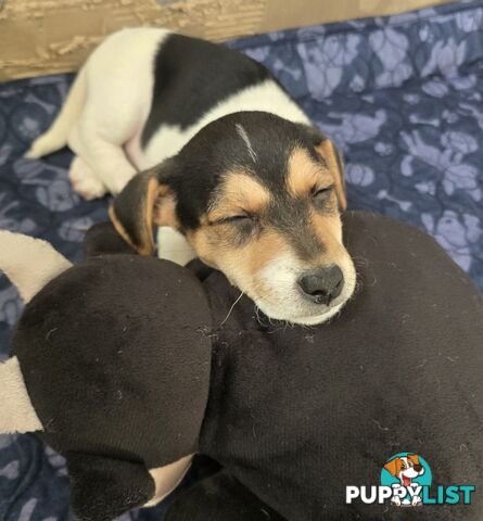 Jack Russell x Toy Poodle puppy