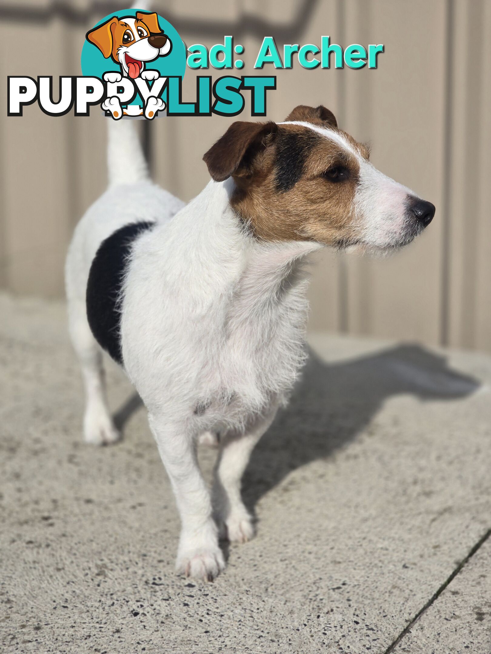 Jack Russell x Toy Poodle puppies