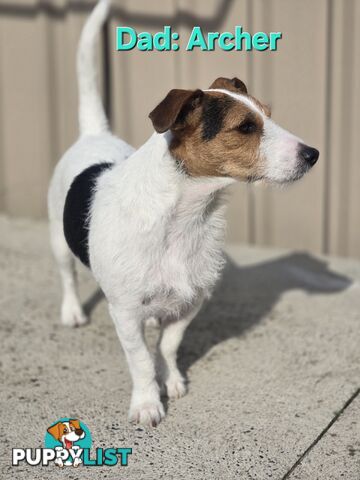 Jack Russell x Toy Poodle puppies