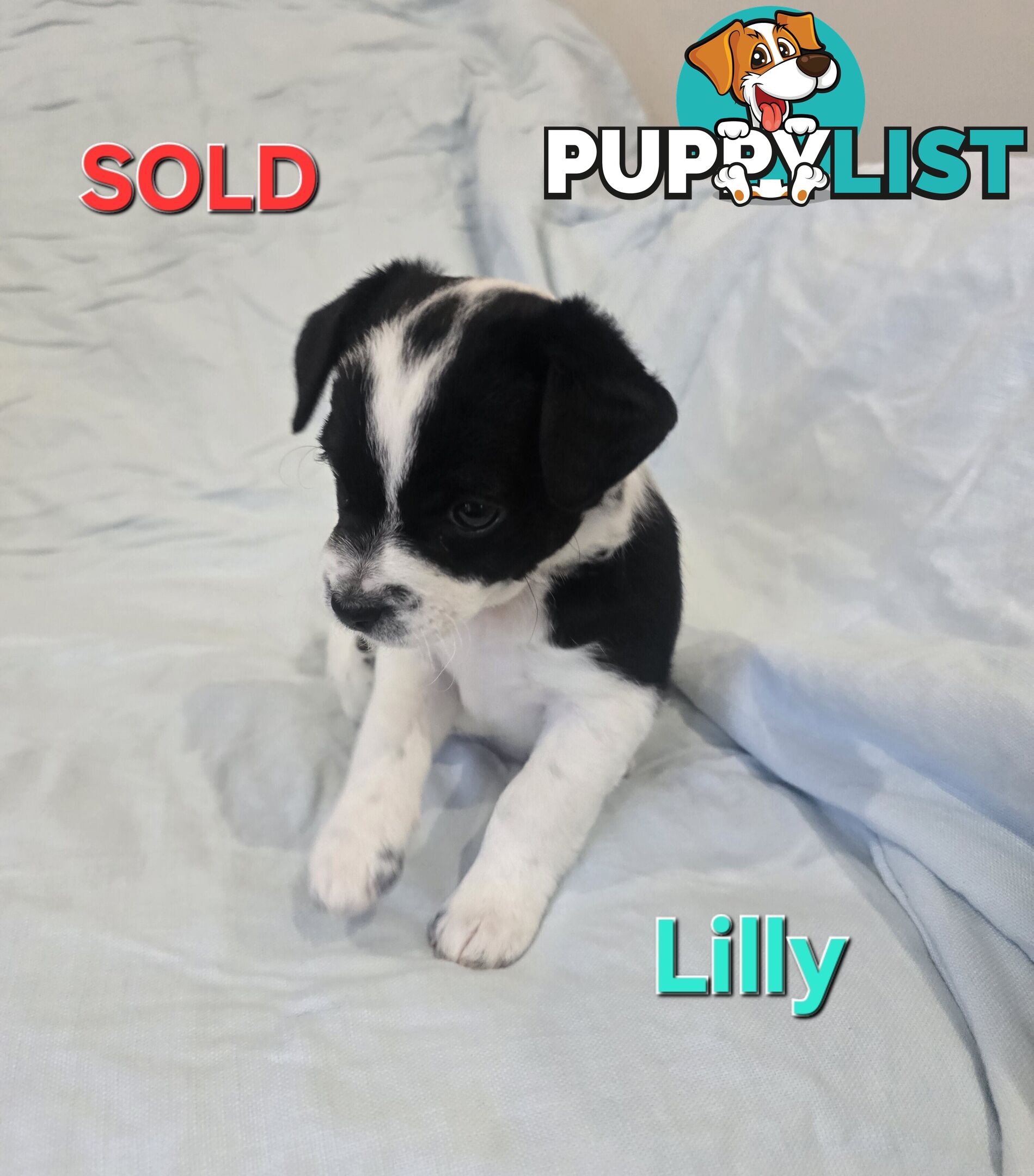 Jack Russell x Toy Poodle puppies