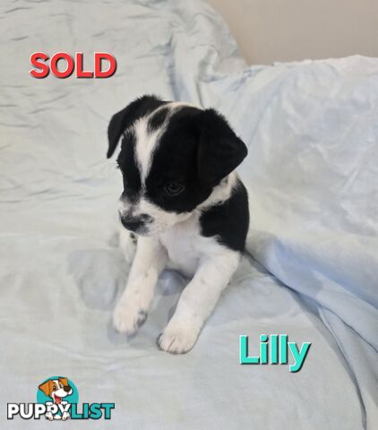 Jack Russell x Toy Poodle puppies