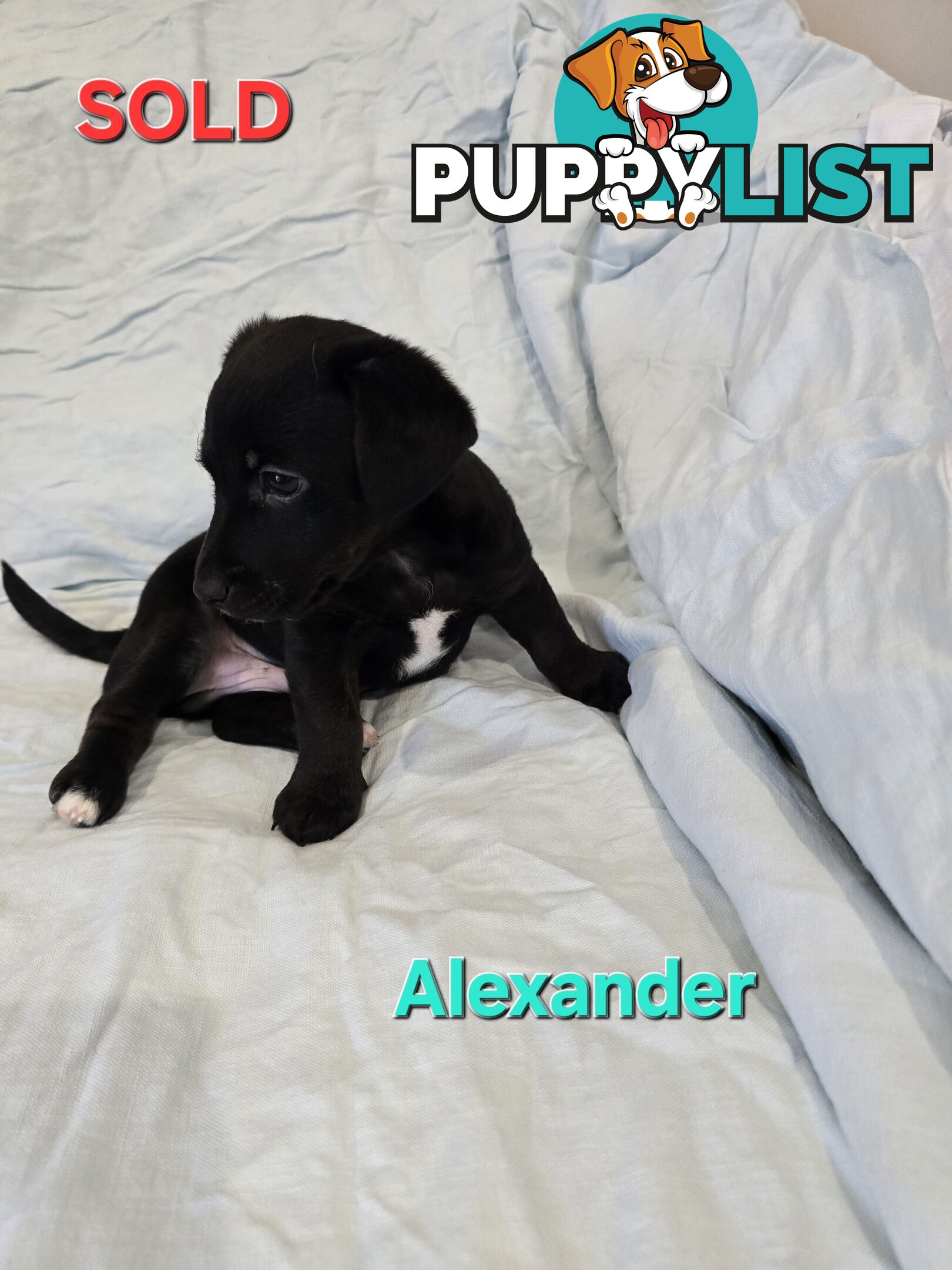 Jack Russell x Toy Poodle puppies