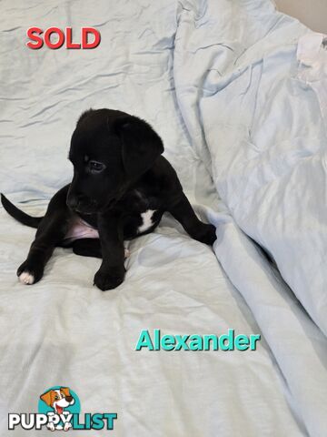 Jack Russell x Toy Poodle puppies