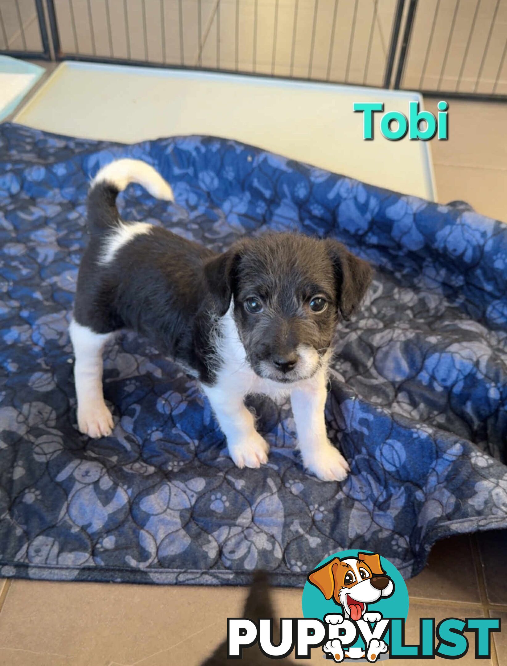 Jack Russell x Toy Poodle puppies