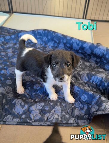 Jack Russell x Toy Poodle puppies