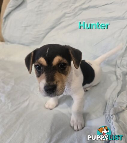 Jack Russell x Toy Poodle puppies