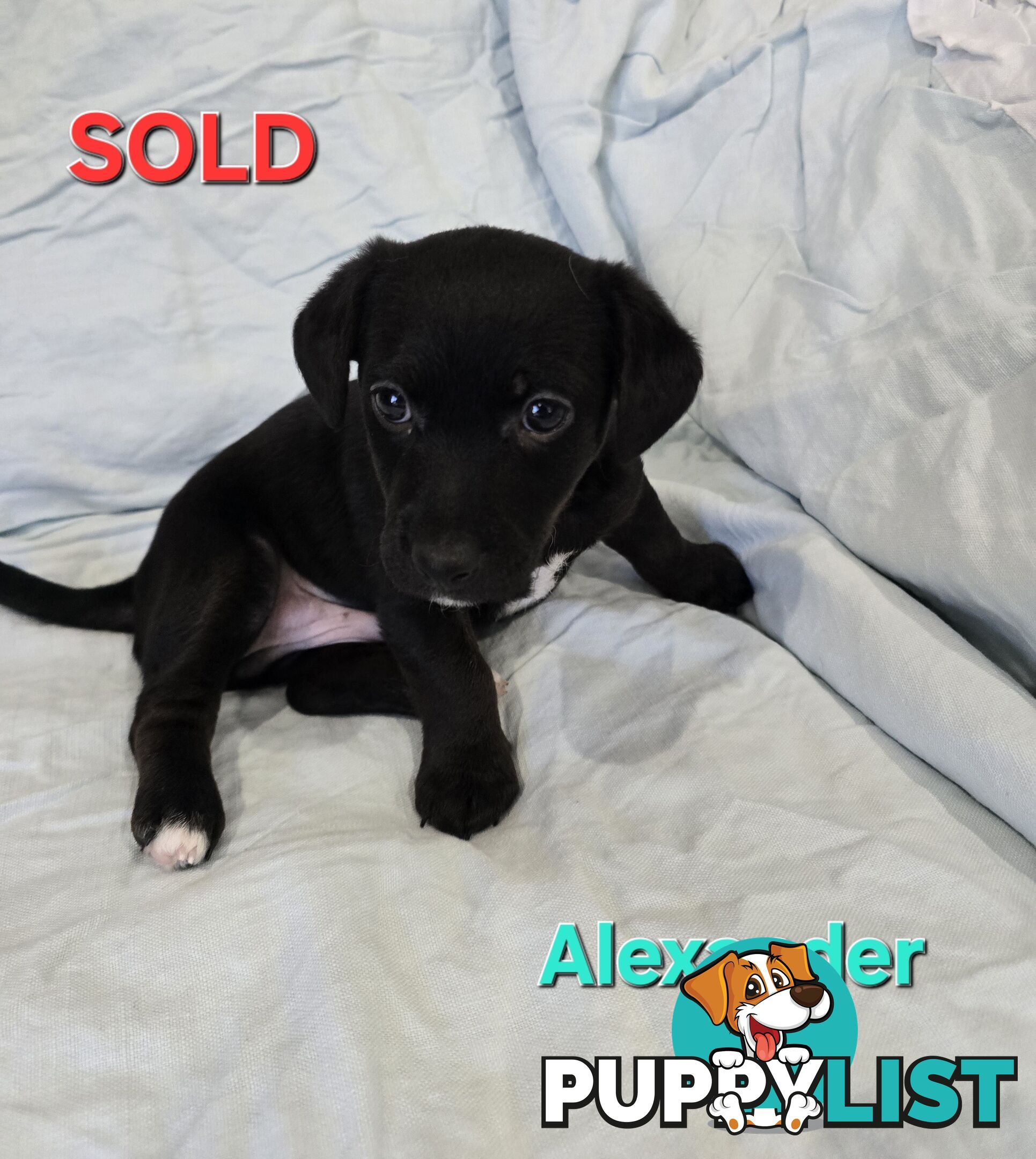 Jack Russell x Toy Poodle puppies
