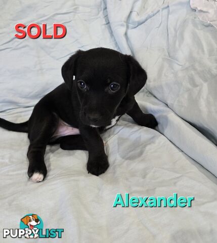 Jack Russell x Toy Poodle puppies