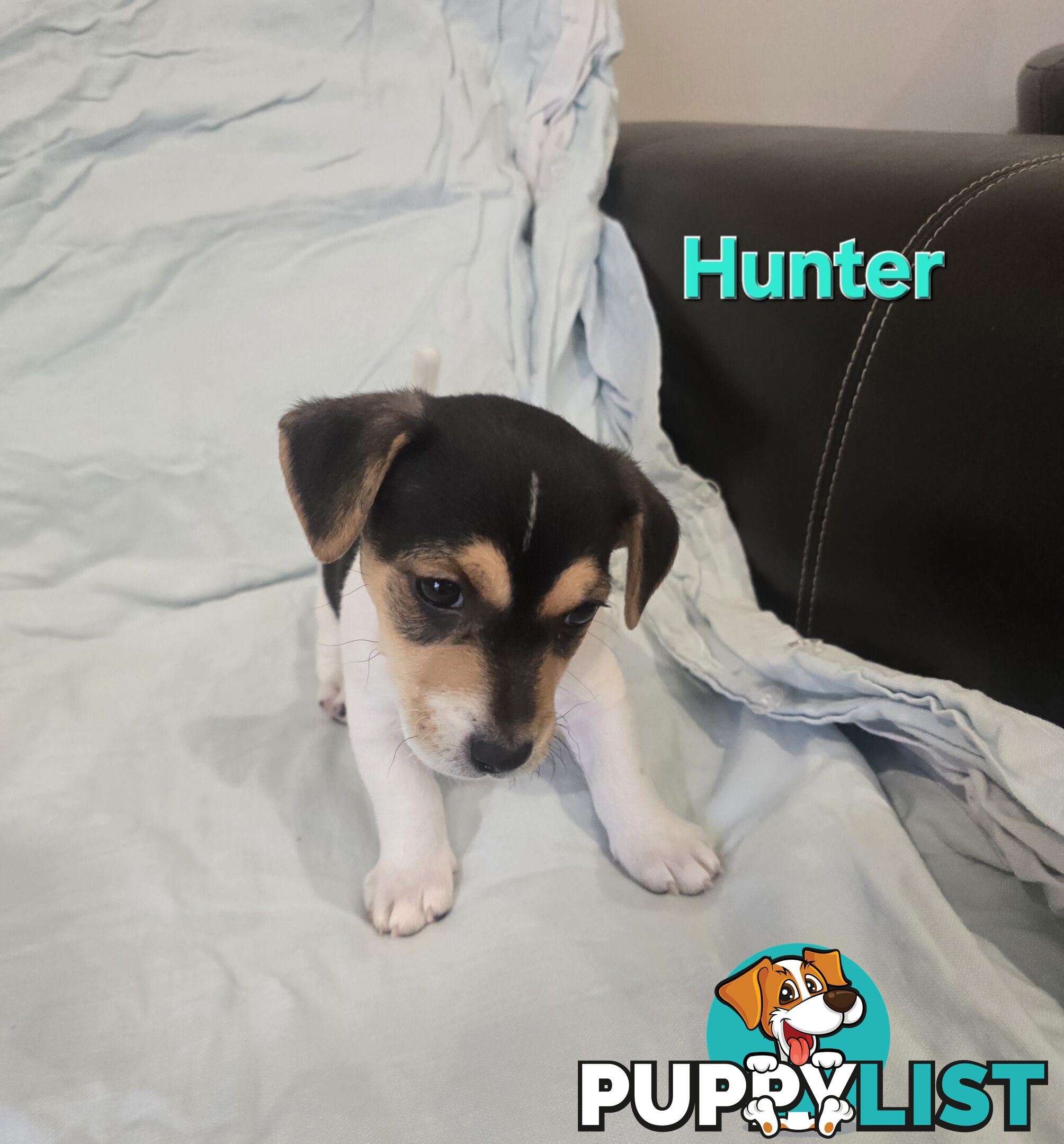 Jack Russell x Toy Poodle puppies
