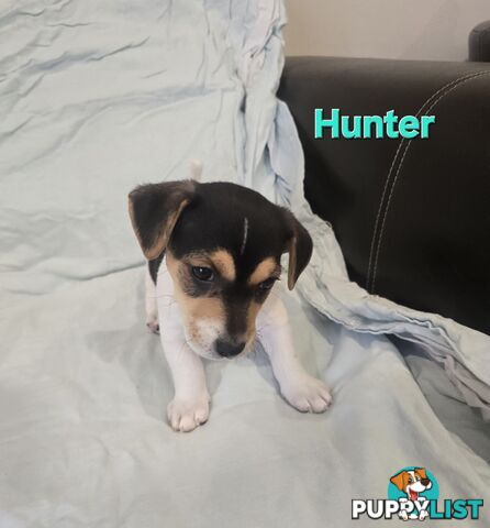 Jack Russell x Toy Poodle puppies