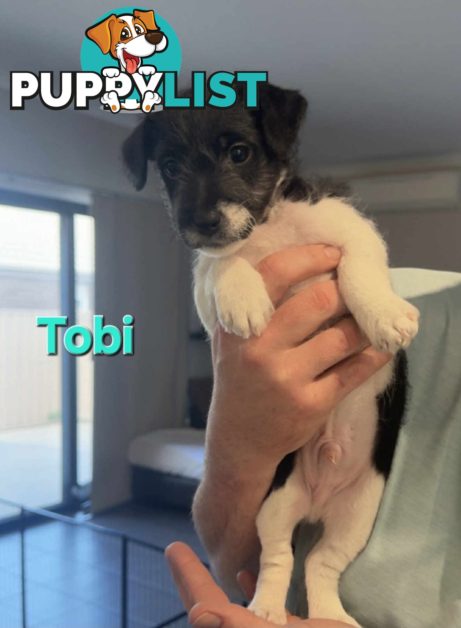 Jack Russell x Toy Poodle puppies