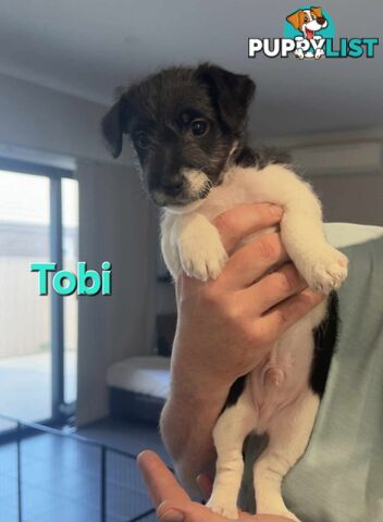 Jack Russell x Toy Poodle puppies