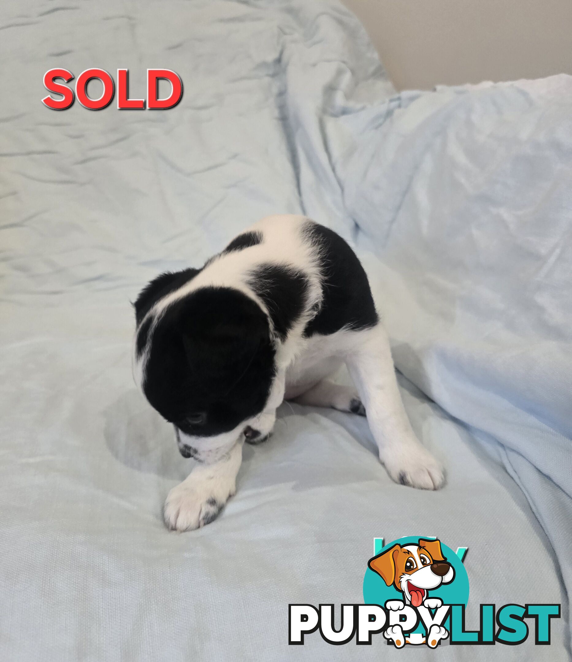 Jack Russell x Toy Poodle puppies