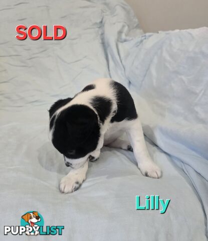 Jack Russell x Toy Poodle puppies
