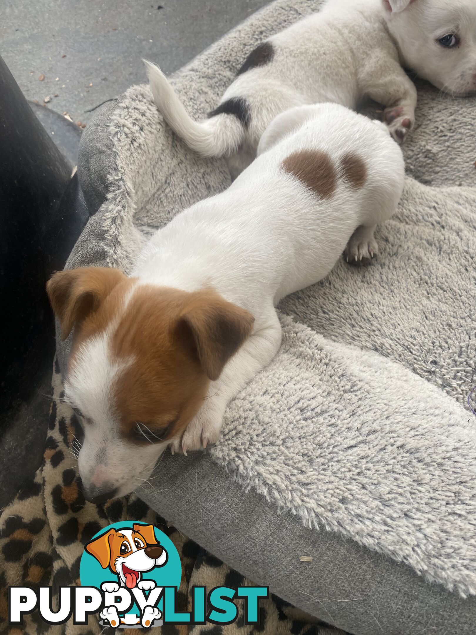 Pure breed Jack Russell puppies
