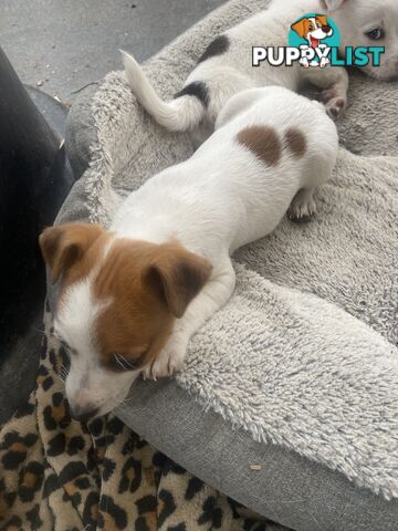 Pure breed Jack Russell puppies