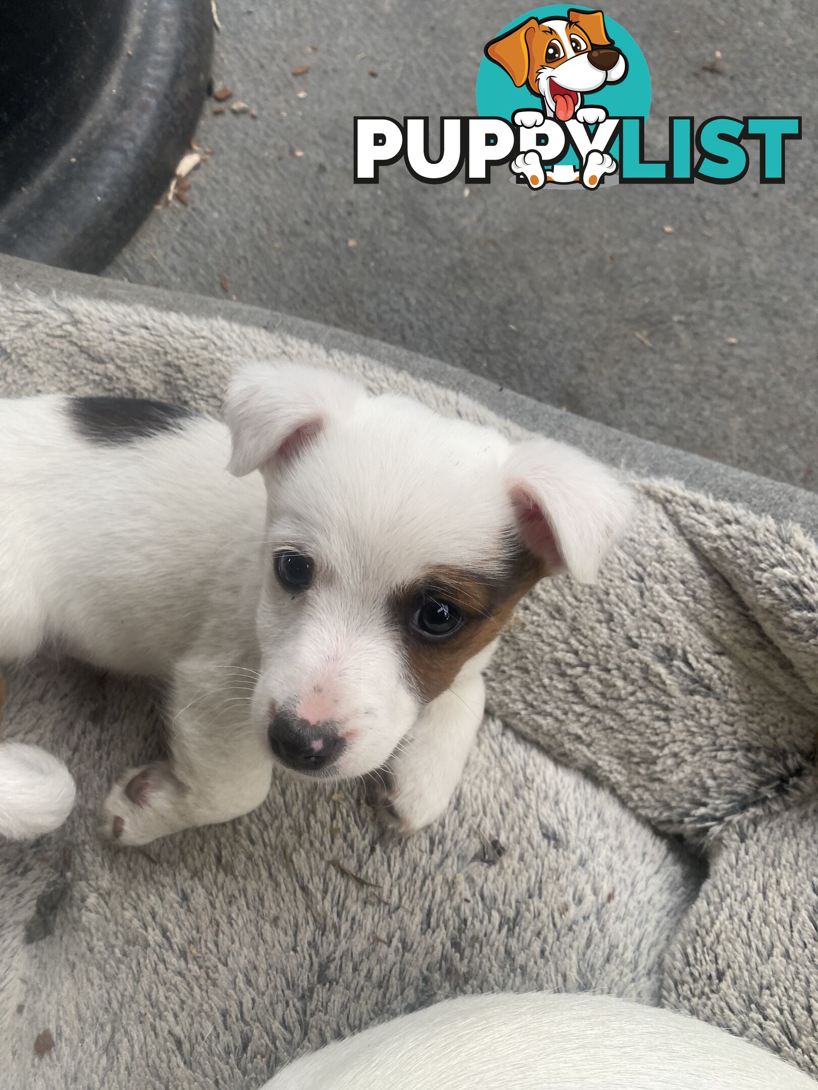 Pure breed Jack Russell puppies
