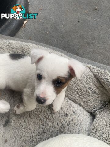 Pure breed Jack Russell puppies