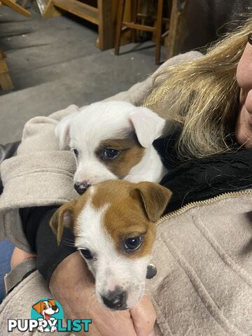 Pure breed Jack Russell puppies