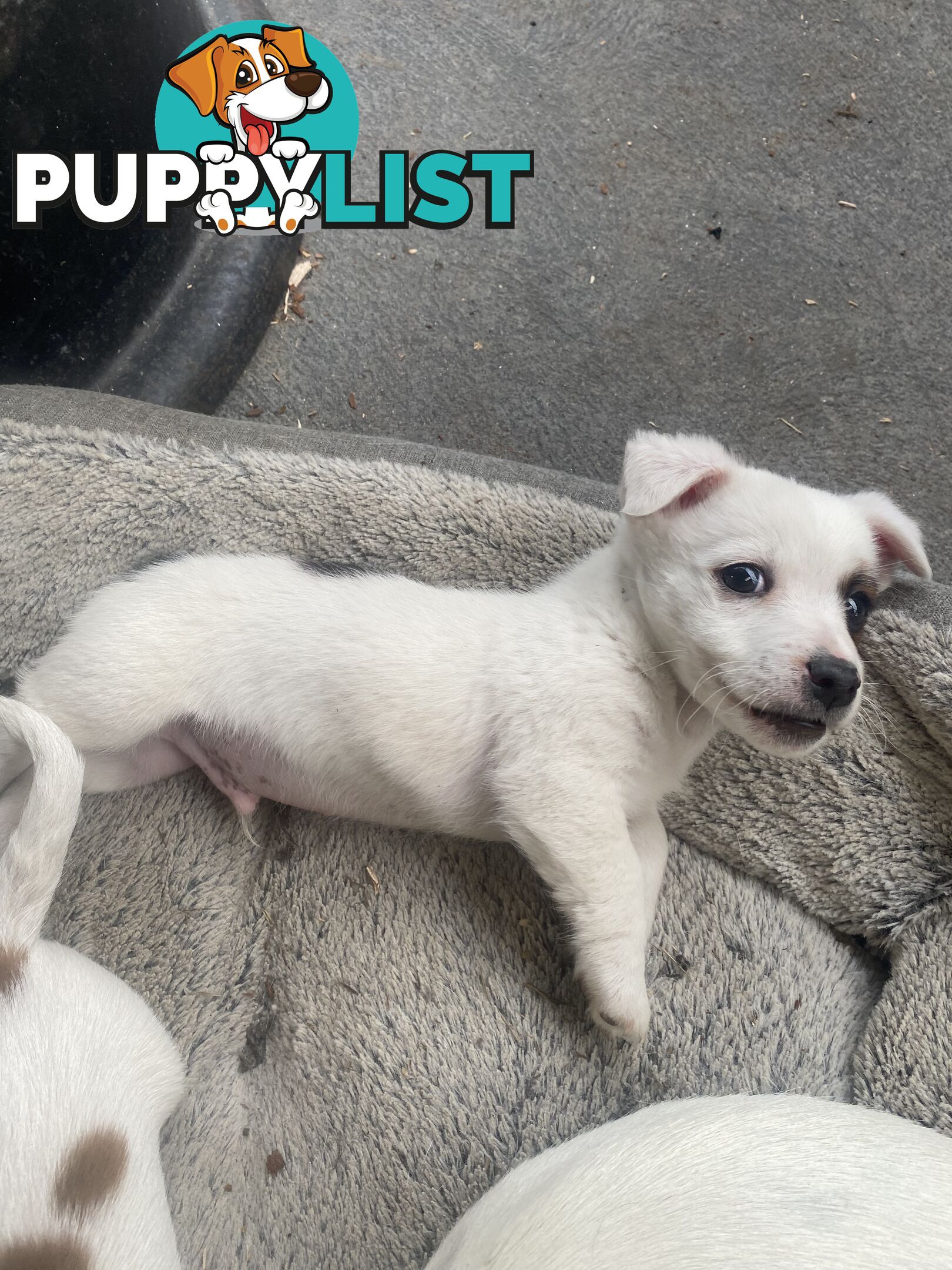 Pure breed Jack Russell puppies