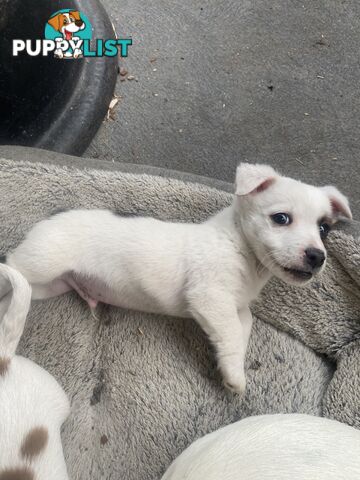 Pure breed Jack Russell puppies
