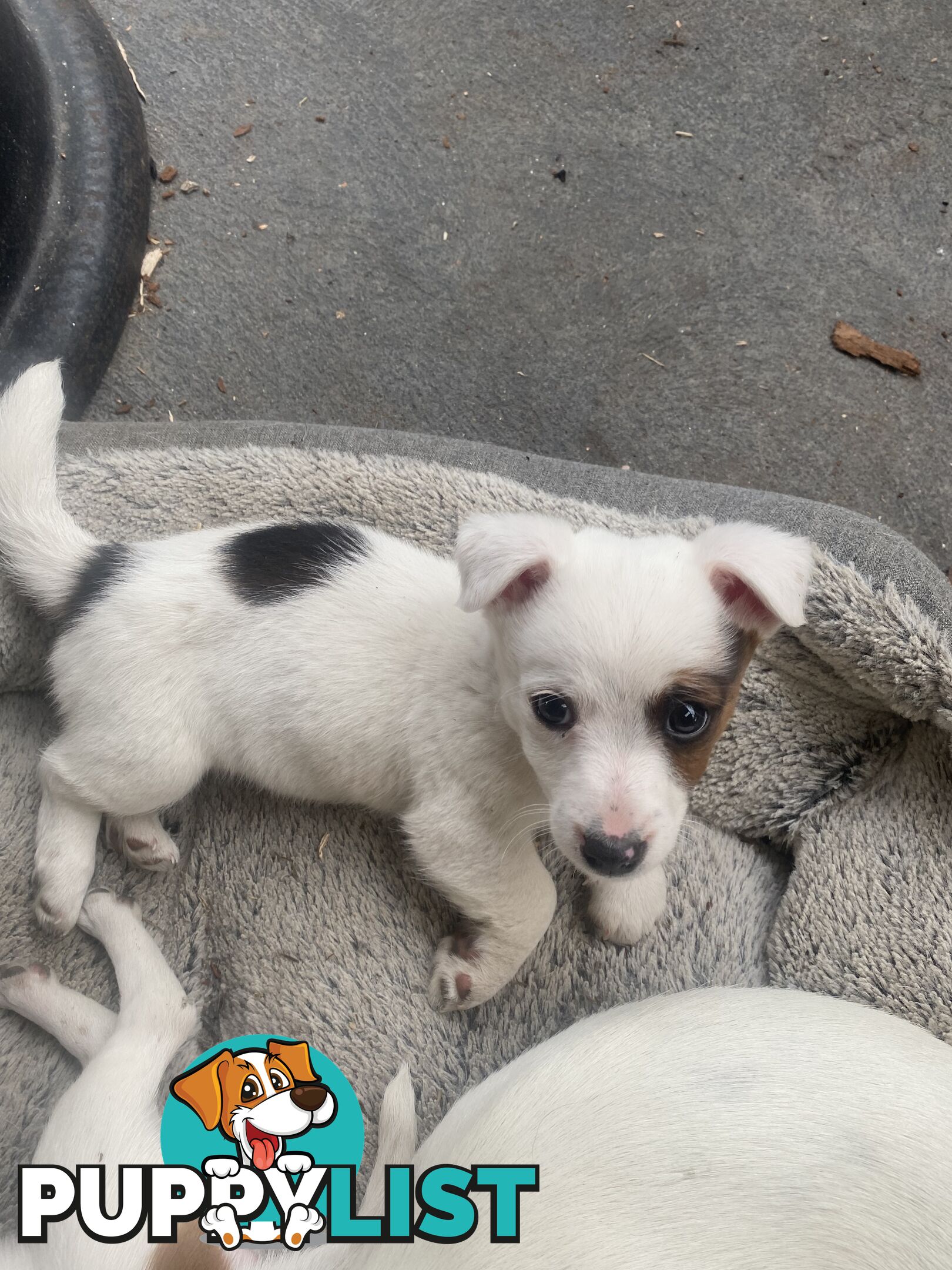 Pure breed Jack Russell puppies