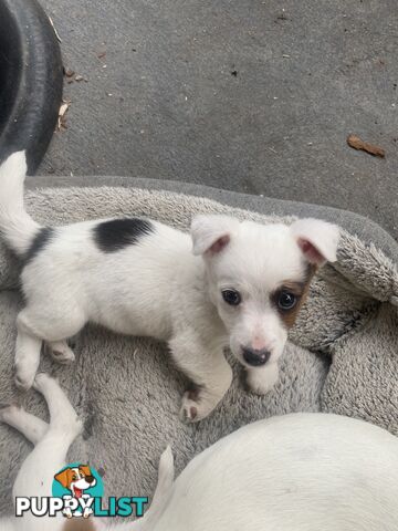 Pure breed Jack Russell puppies