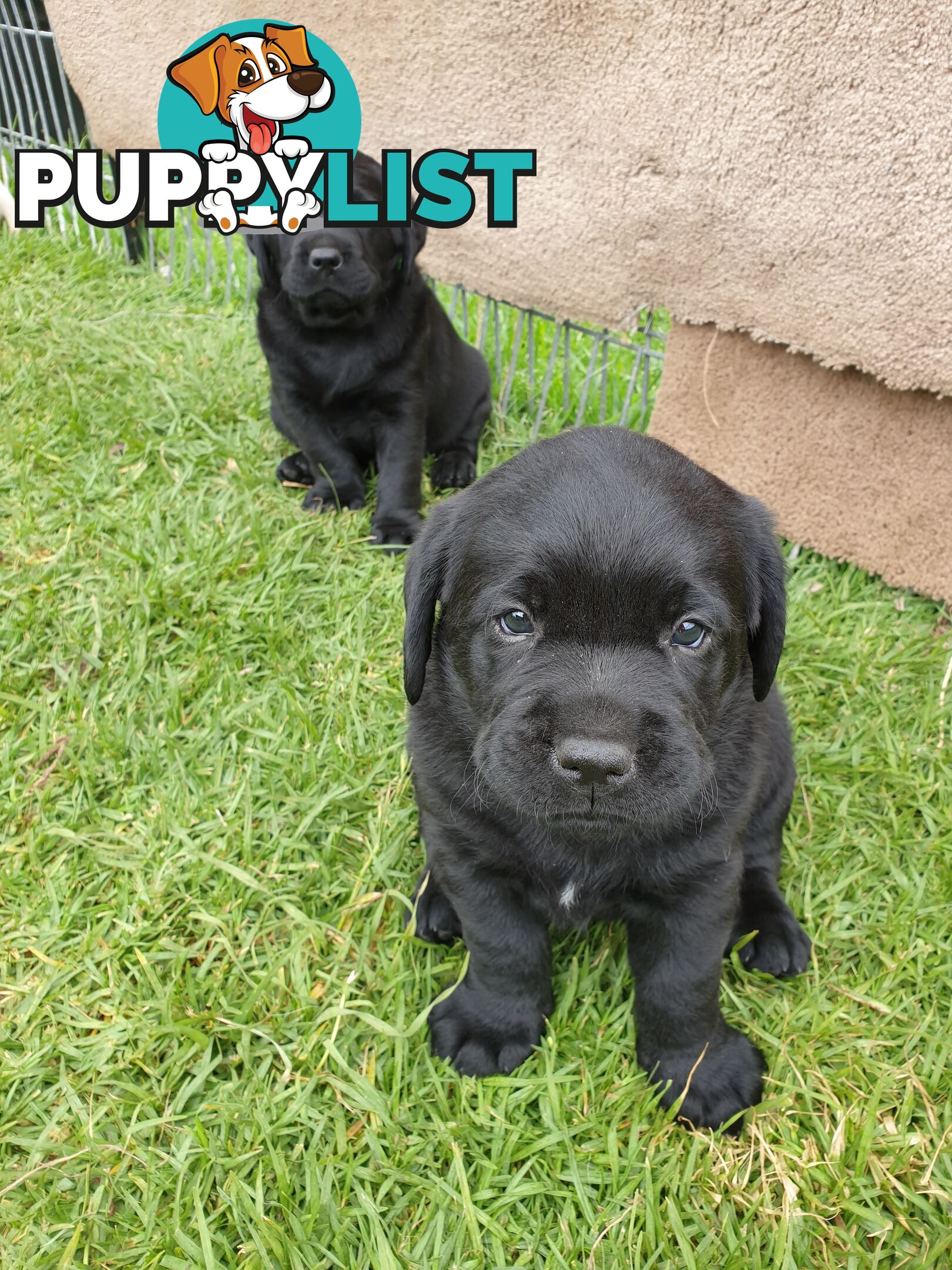 Labrador Pups