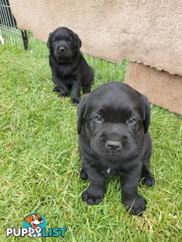 Labrador Pups