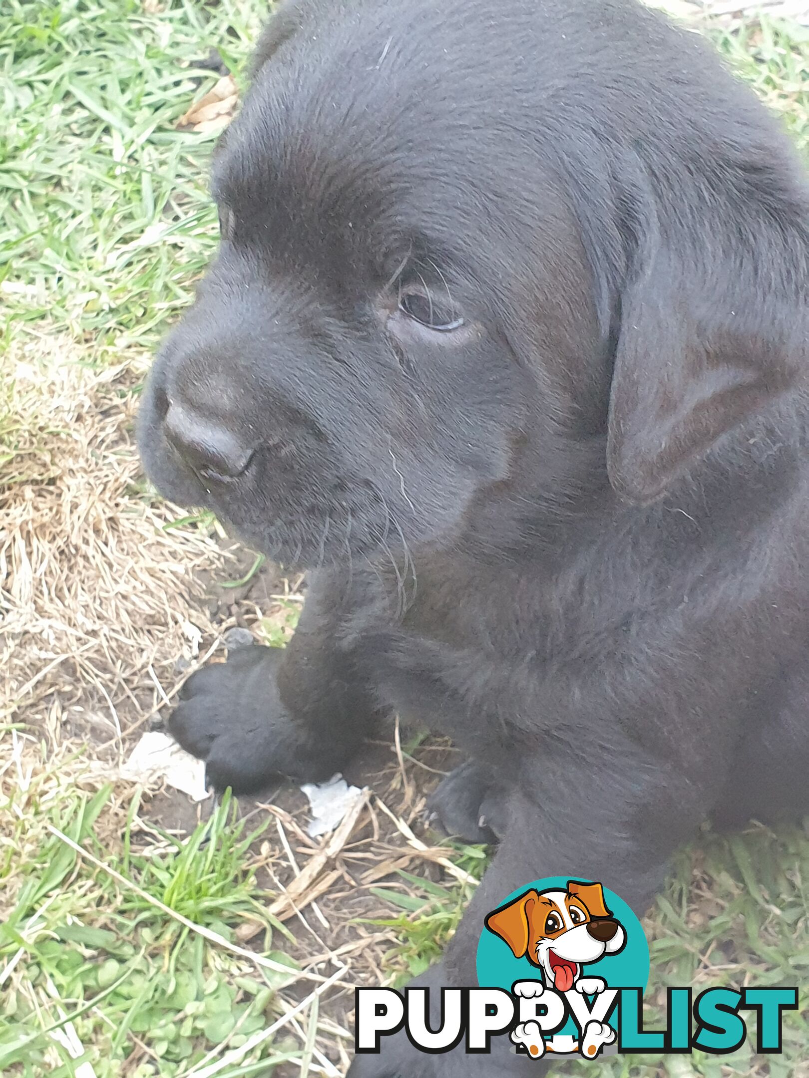 Labrador Pups