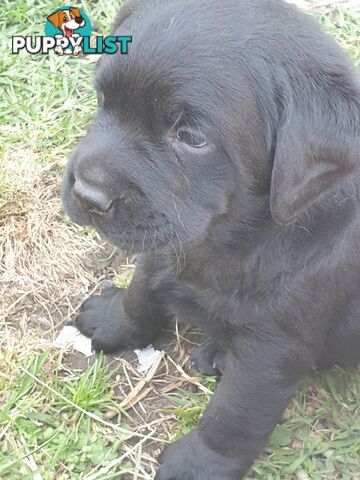 Labrador Pups