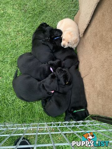 Labrador Pups