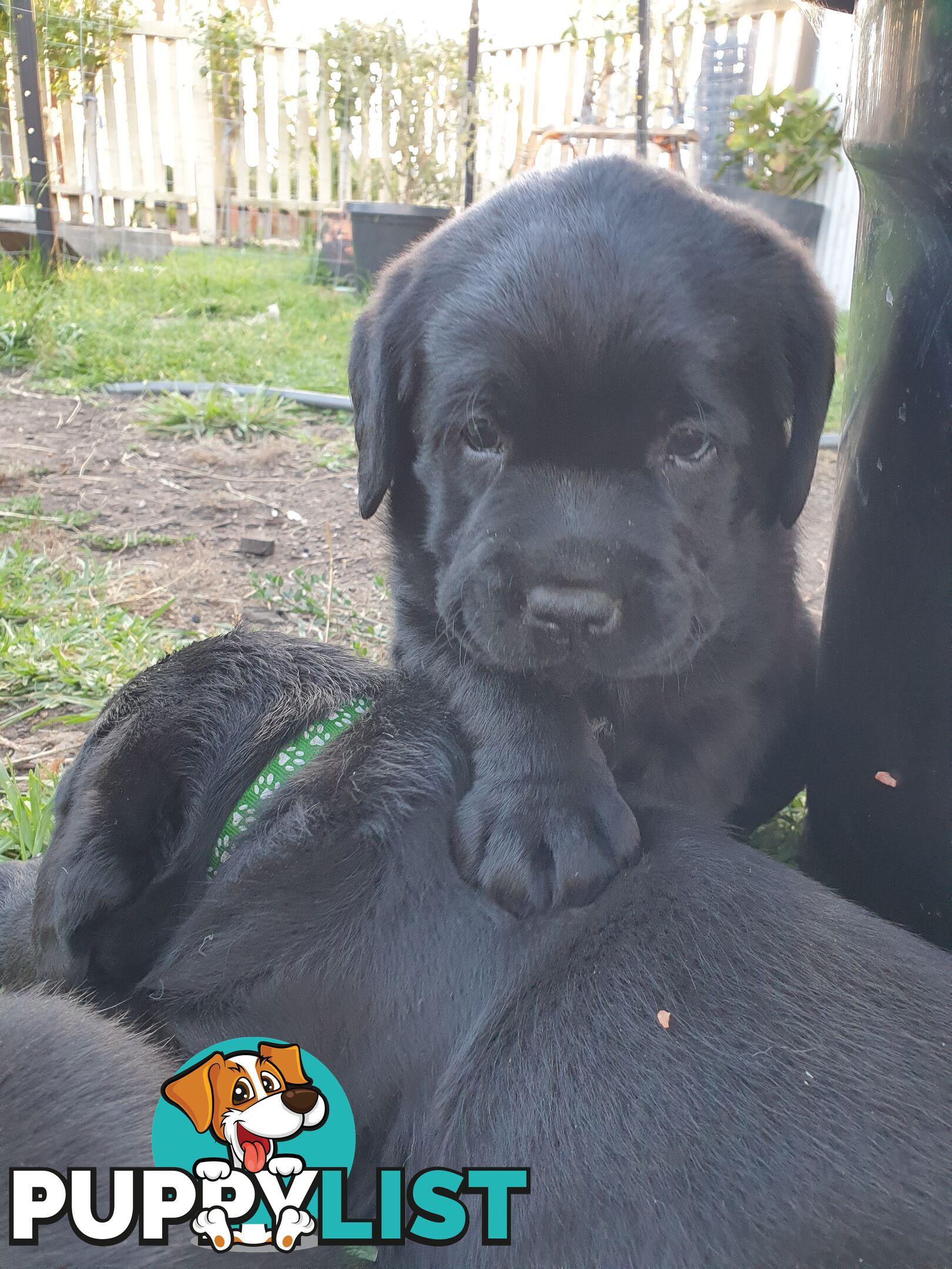 Labrador Pups