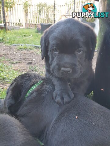 Labrador Pups